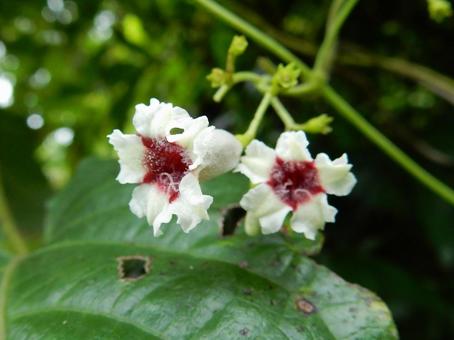 【花の写真】ヘクソカズラ(屁糞葛) 【花の写真】ヘクソカズラ(屁糞葛) ヘクソカズラ,屁糞葛,植物の写真素材