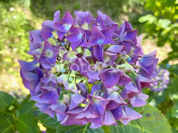 【梅雨の風物詩】アジサイ（紫）アップ あじさい,アジサイ,紫陽花の写真素材