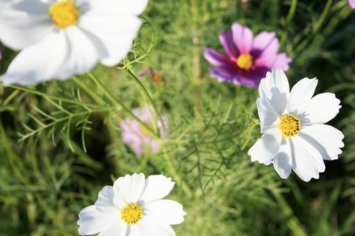 真上から見たコスモスの花 コスモス,秋桜,秋の写真素材