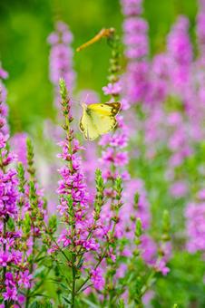 Lythrum salicaria and Colias ermine ⒇, JPG
