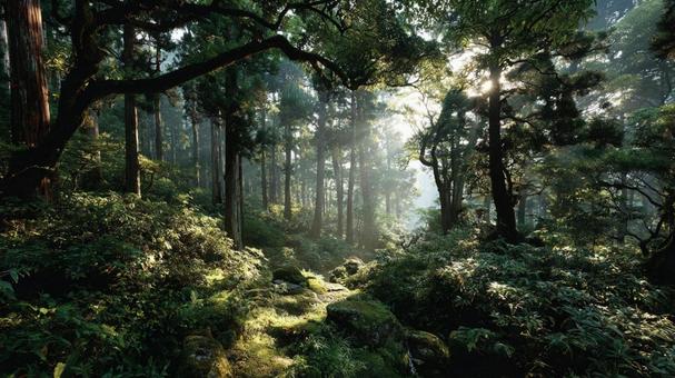 木漏れ日が差し込む神秘的な森の風景 木漏れ日が差し込む神秘的な森の風景の写真