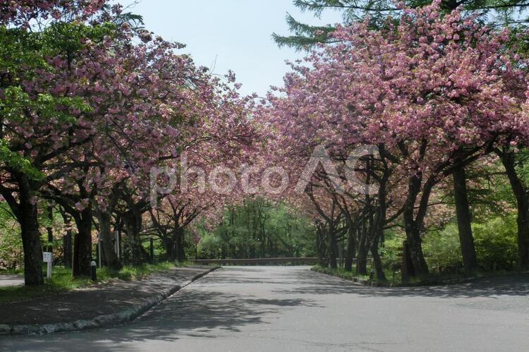 桜並木 桜並木,木,風景の写真素材