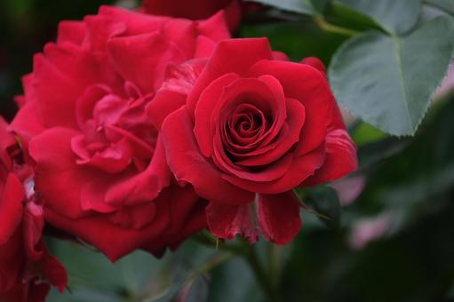薔薇 薔薇の写真
