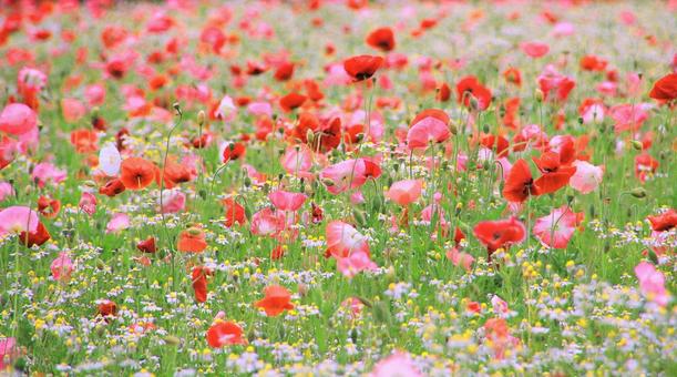 ポピーの花畑 ポピーの花畑 ポピー,花畑,花の写真素材