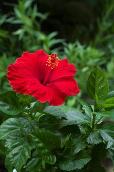 赤いハイビスカス 赤いハイビスカス お花,ハイビスカス,鉢の写真素材