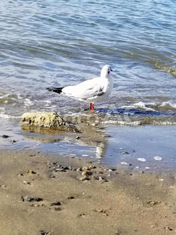 海を見ているカモメ カモメ,海,青空の写真素材