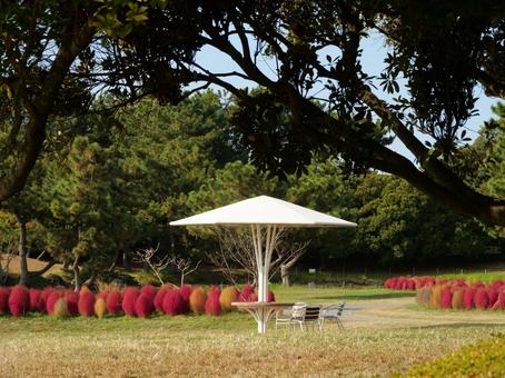 海の中道海浜公園のコキアの紅葉 海の中道海浜公園のコキアの紅葉の写真