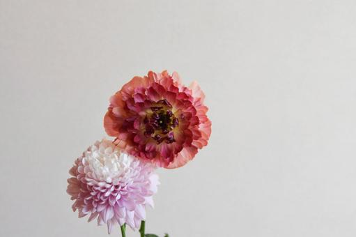 マムとラナンキュラス マムとラナンキュラスの写真