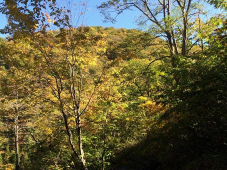輝く黄葉と深い緑のコントラスト 輝く黄葉と深い緑のコントラスト 秋,黄葉,紅葉の写真素材