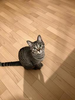 猫 猫の写真