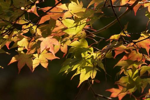 紅葉 紅葉の写真