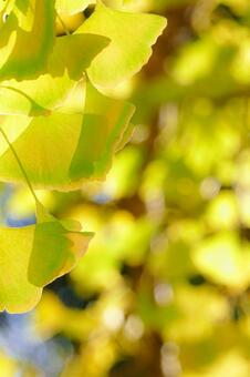 逆光に透けるイチョウの葉のクローズアップ イチョウ,銀杏,葉の写真素材
