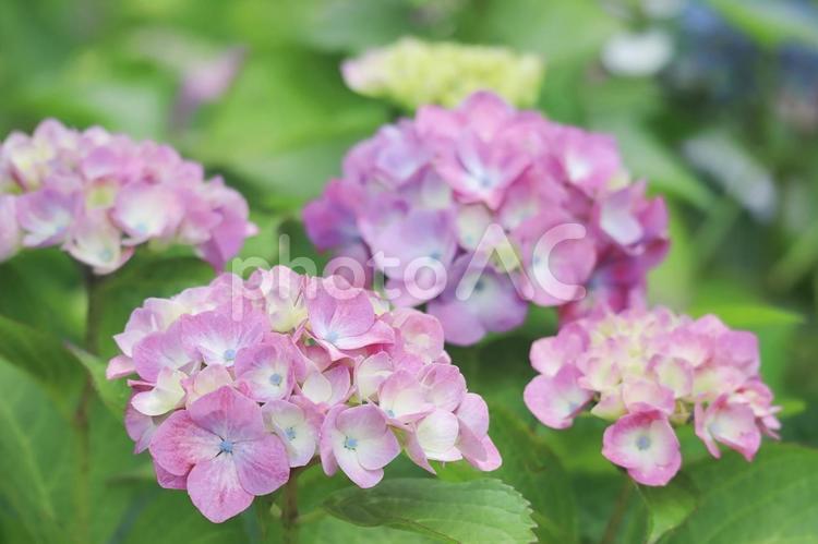 梅雨のピンクのアジサイの花のアップ 紫陽花,あじさい,アジサイの写真素材