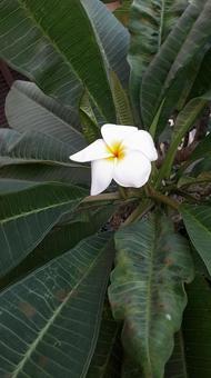 プルメリアの白い花の写真