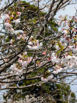 Photo, sakura, spring, pink, 