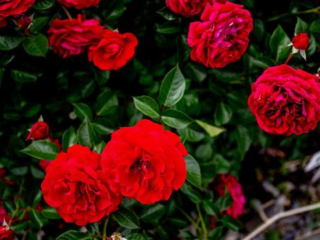 大輪の真紅の薔薇 大輪の真紅の薔薇の写真
