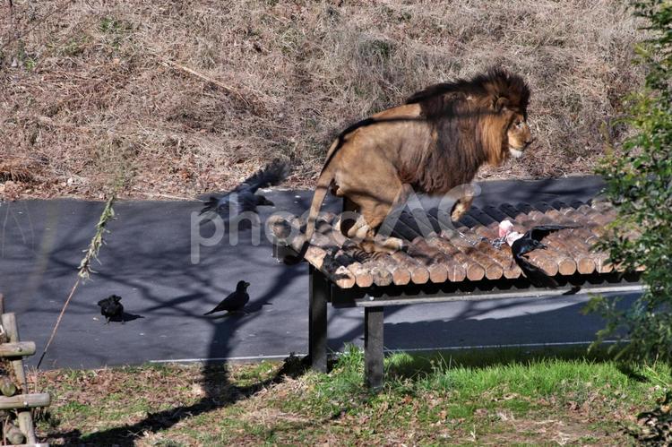 ライオンとカラス② ほぼねこ,ライオン,動物の写真素材