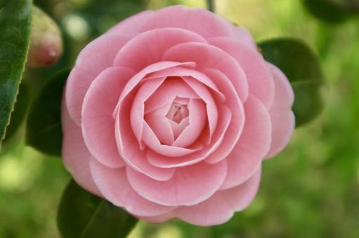 ピンクの乙女椿の写真