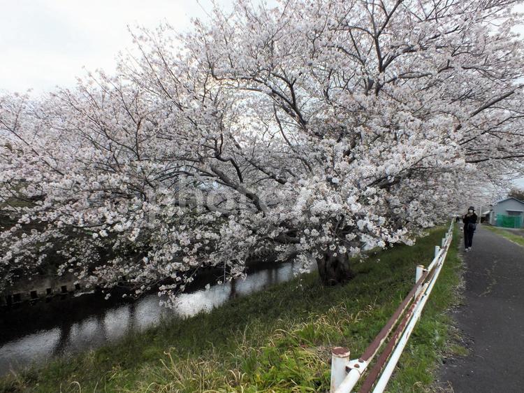 対岸に届きそうな長い枝の桜の大樹 桜,並木桜並木,川の写真素材