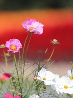 コスモスの写真