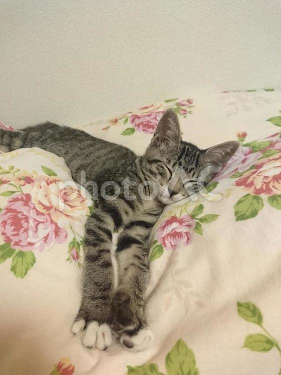 両手を伸ばして無防備で熟睡する子猫 子猫,猫,リラックスの写真素材