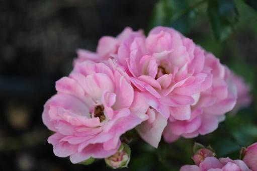 バラ園にてかわいい薔薇を撮影した写真 バラ園にてかわいい薔薇を撮影した写真の写真