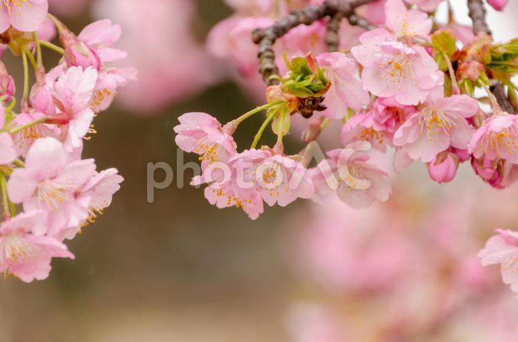 ふんわりと咲く河津桜 河津桜,桜,ピンクの写真素材