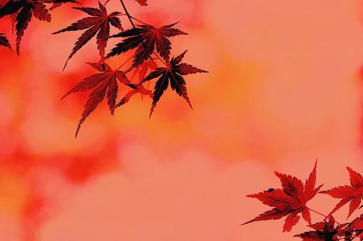 もみじ狩り:背景 もみじ狩り:背景の写真