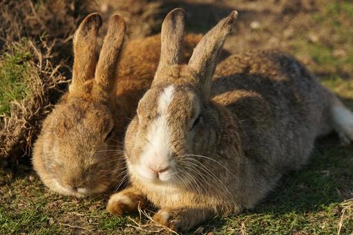 広島県大久野島で眠るウサギ11 うさぎ,睡眠,寝るの写真素材
