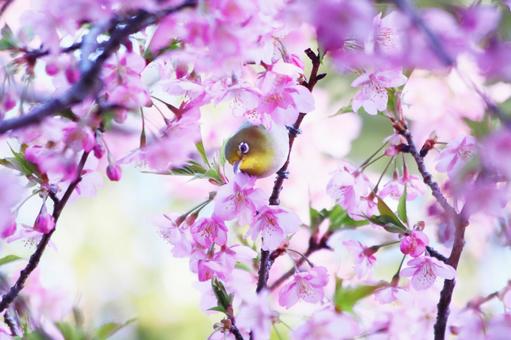 満開の河津桜とメジロ 桜,メジロ,春の写真素材