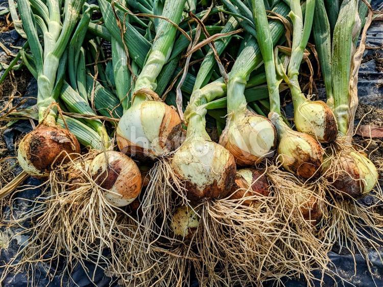 新玉ねぎの最後の収穫！ 新玉ねぎ,玉ねぎ,食べ物の写真素材