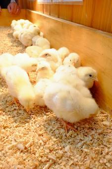 ふわふわのひよこ ひよこ,雛,たくさんの写真素材