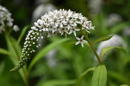 オカトラノオ オカトラノオ,トラノオ,花の写真素材