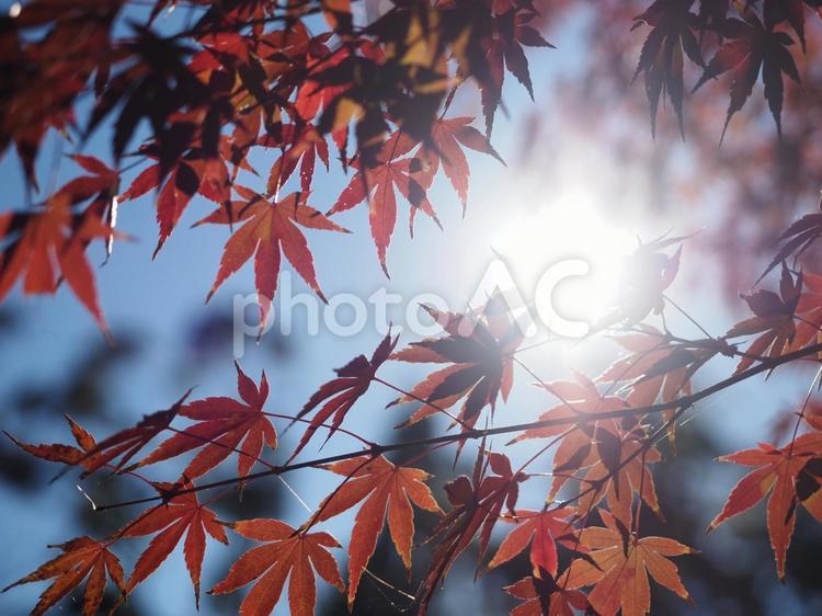 もみじ　秋のイメージ 秋イメージ,紅葉,もみじの写真素材