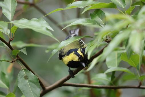 キホオカンムリガラ キホオカンムリガラの写真