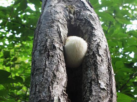 ヤマブシタケ ヤマブシタケ,きのこ,食用きのこの写真素材