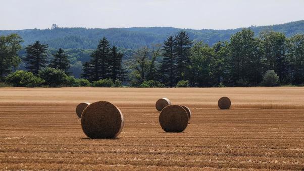 北海道の夏 牧草ロール 北海道の夏 牧草ロールの写真