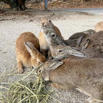 rabbit, JPG