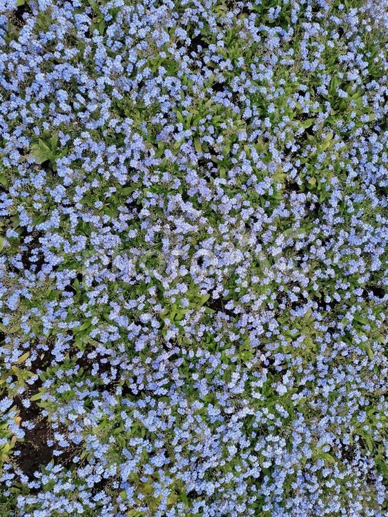 花ざかり　水色の花の絨毯 花,水色,青の写真素材