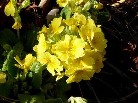 球状に咲いた花壇のプリムラの花 球状に咲いた花壇のプリムラの花 プリムラ,花,植物の写真素材