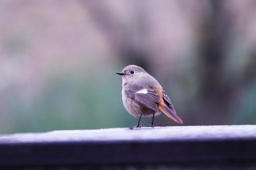 羽を休めるジョウビタキの雌 鳥,ジョウビタキ,冬の写真素材