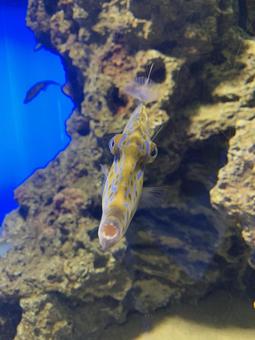 魚 魚の写真