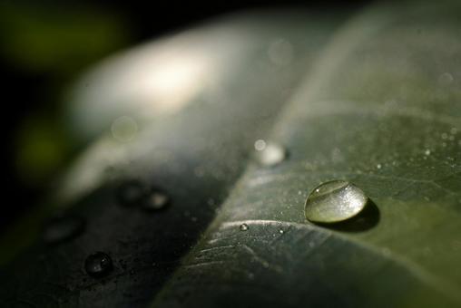 アルテシーマと水滴 観葉植物,水滴,太陽光の写真素材