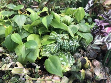 観葉植物 観葉植物の写真