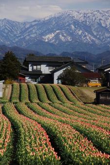 Photo, tulip, tulip field, field, 