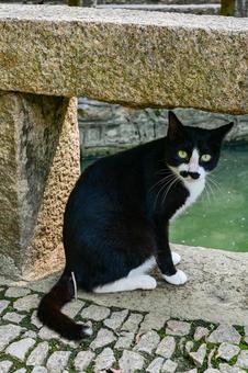 蘇州・虎丘の猫 蘇州・虎丘の猫 猫,蘇州,虎丘の写真素材
