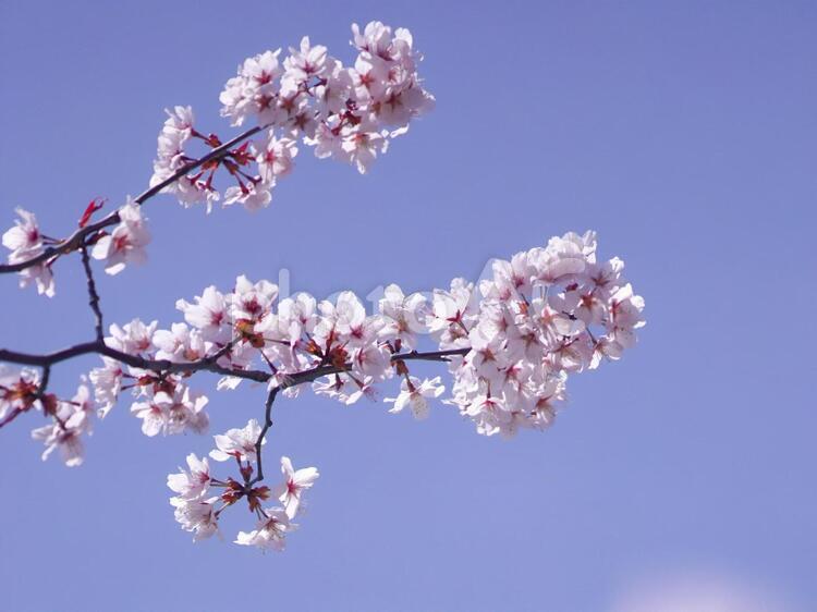 満開に咲き誇る桜並木 桜,花,空の写真素材