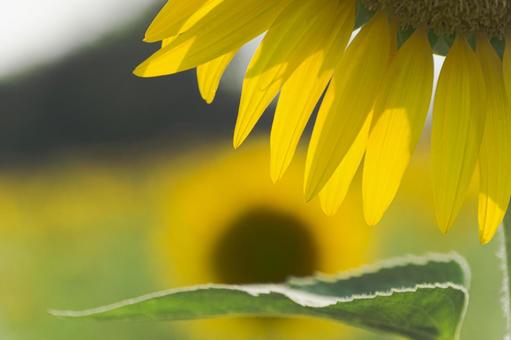 ひまわりの花びら ひまわりの花びらの写真