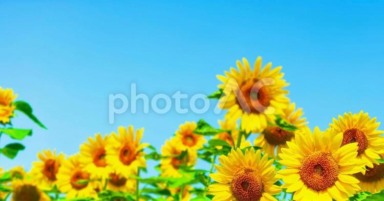 満開のひまわり畑のイメージ画像 ひまわり,ひまわり畑,夏の写真素材