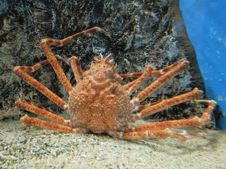 タカアシガニ2 タカアシガニ2 タカアシガニ,水族館,深海生物の写真素材